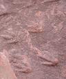 รอยเท้าของไดโนเสาร์ที่ อ.ท่าอุเทน จ.นครพนม